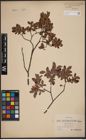 Foto von Salix aurita L. x Salix myrtilloides L.